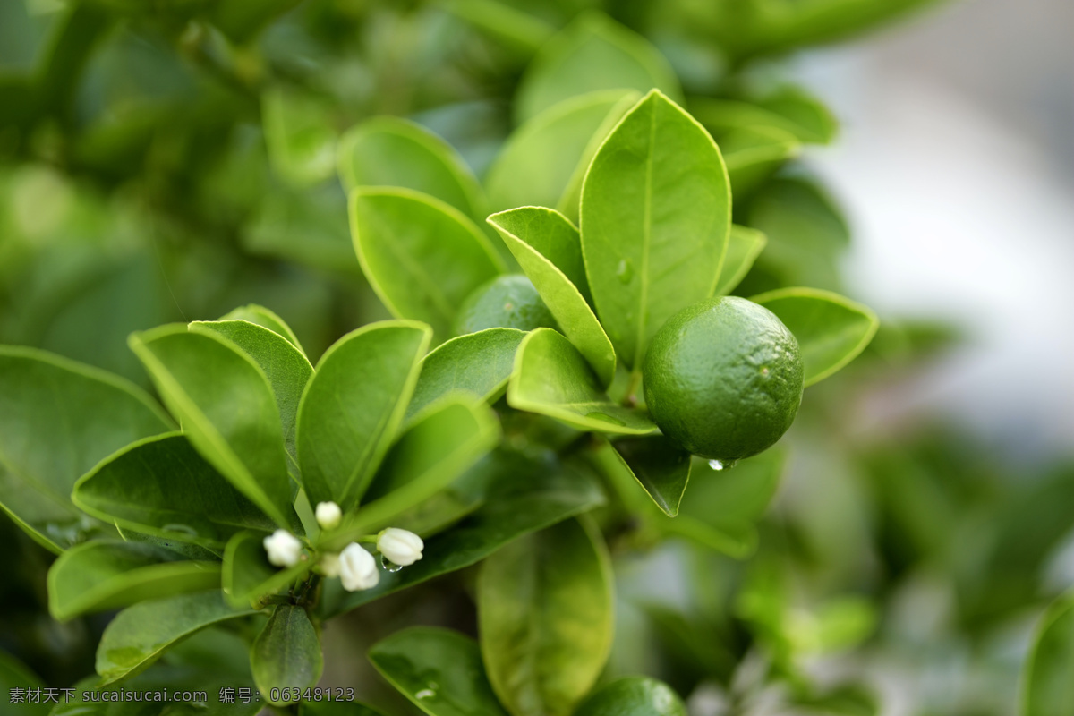 雨后 橘花 金橘 白色绿色 清新 橘子 生物世界 水果