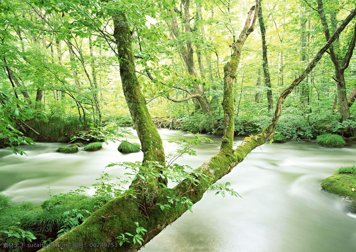 森林 风光 背景 风景 季节 旅游 森林风光 摄影图库 树 树林 树木 休闲 自然 自然风景 自然景观 生活 旅游餐饮