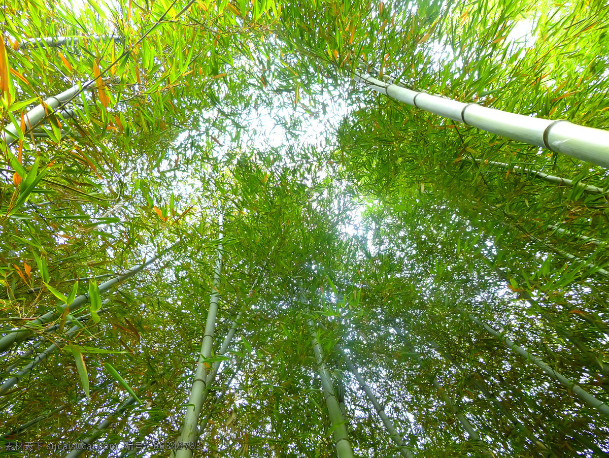 翠竹 绿色 毛竹 生物世界 树木树叶 竹 竹林 竹子 林子 密林 楠竹 竹子素材 竹林图片 矢量图 日常生活