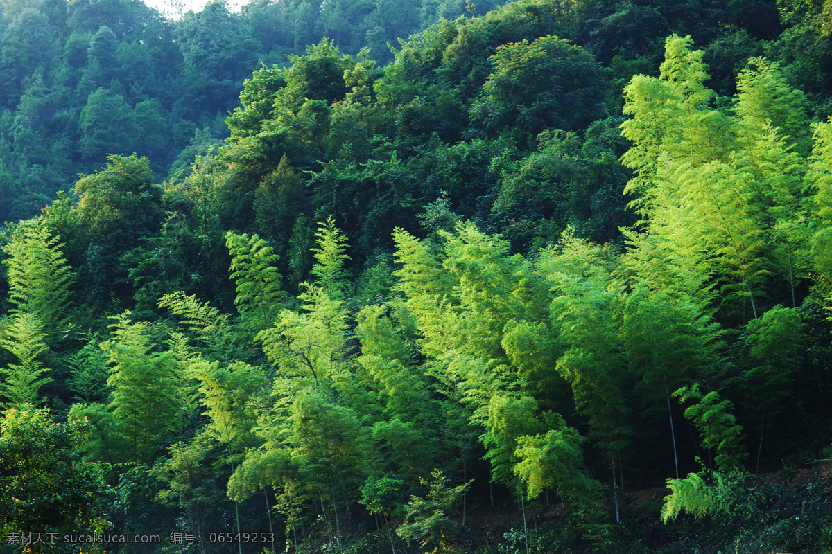 市 肺 工程 绿色 屏障 森林 树林 青山 绿树 自然风景 自然景观