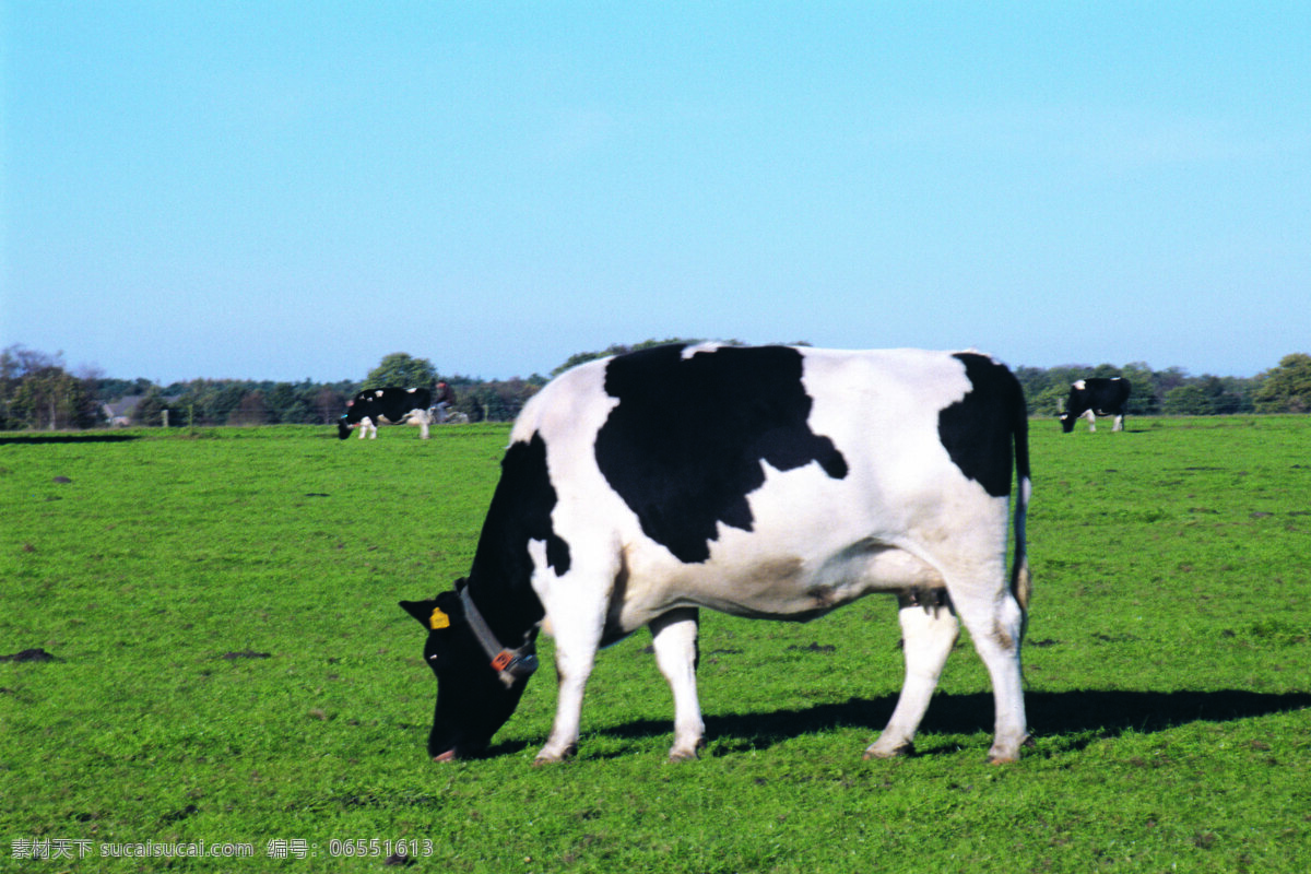 奶牛 草原 草原风景 奶牛背景 奶牛图片 奶牛和草原 风景 生活 旅游餐饮