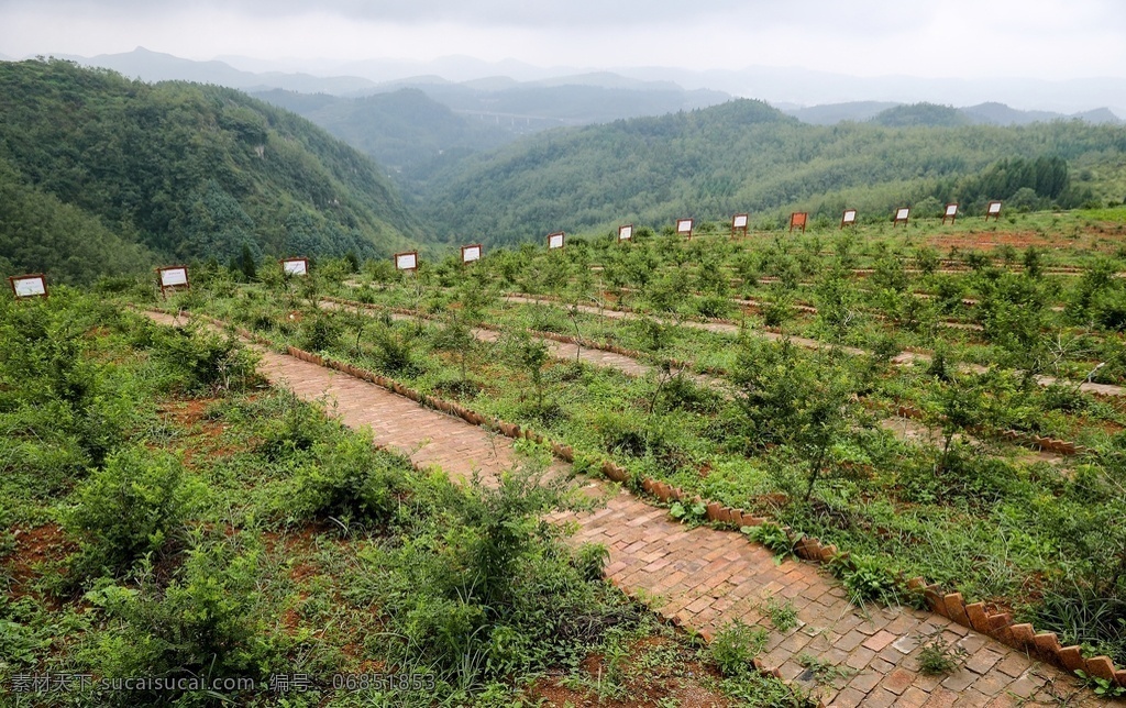 盘州 刺力王 种植基地 刺梨基地 刺梨丰收 刺梨种植 刺梨收获 刺梨 盘 州 刺 力 王 种植 基地