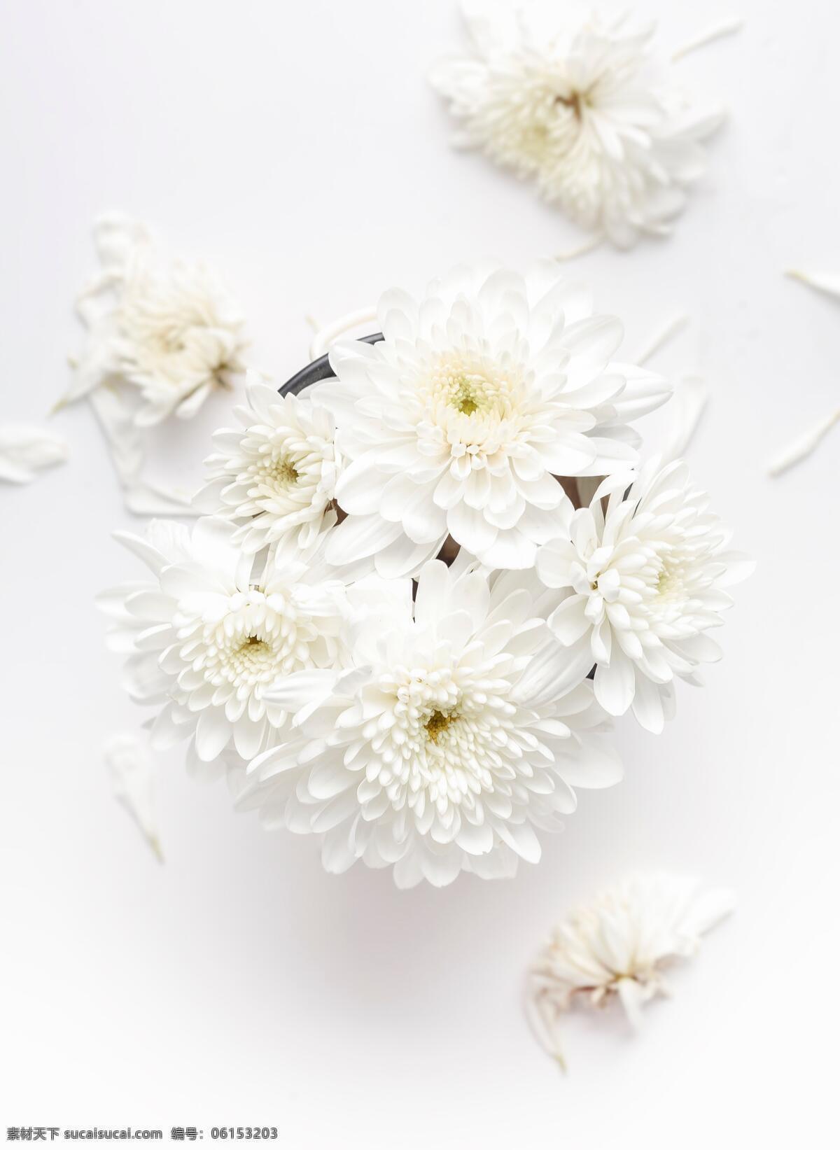 白花 白色 自然 繁花 繁花似锦 开到荼蘼 荼靡 花 鲜花 唯美 文艺 清新 高清 大图 品质 高品质 景深 单反 优美 超大图 超清晰 签名图 签名 花儿 植物 花草 装饰 花花草草 小花 花朵 爱情 甜蜜 花瓣 美好 生物世界