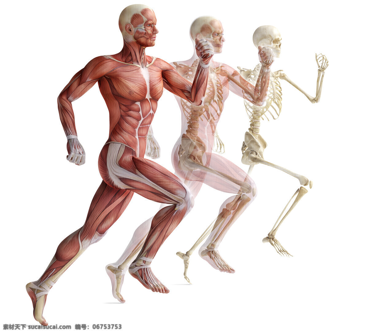 人体肌肉 肌肉 医学研究 医学人体 透视人体 人体结构 医学