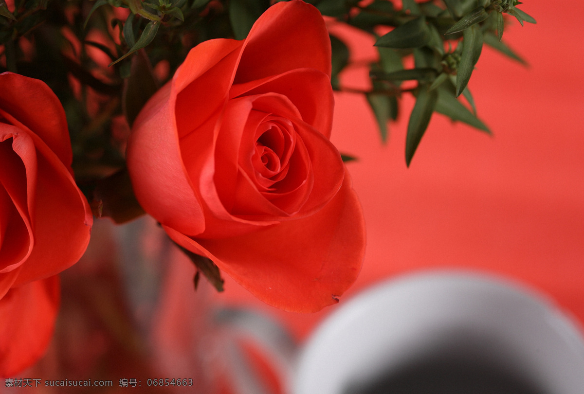 玫瑰花 咖啡 杯子 红玫瑰 美丽鲜花 漂亮花朵 花卉 鲜花摄影 花草树木 生物世界 红色
