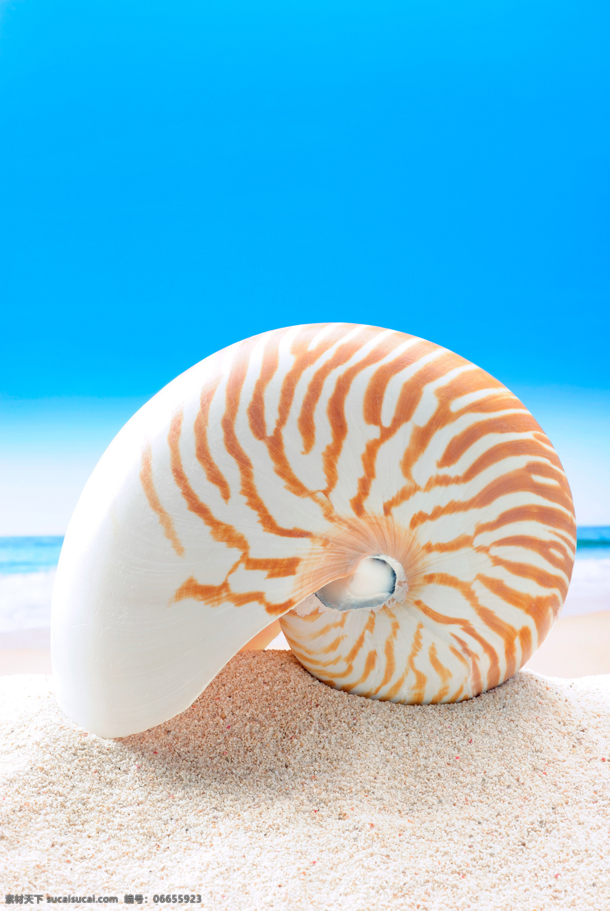 唯美沙滩贝壳