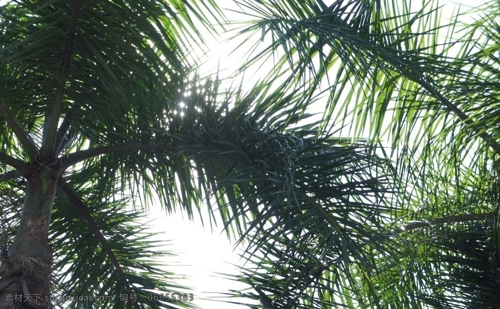 棕榈叶棕树叶 棕榈 植物 叶子 棕树 树木 自然景观