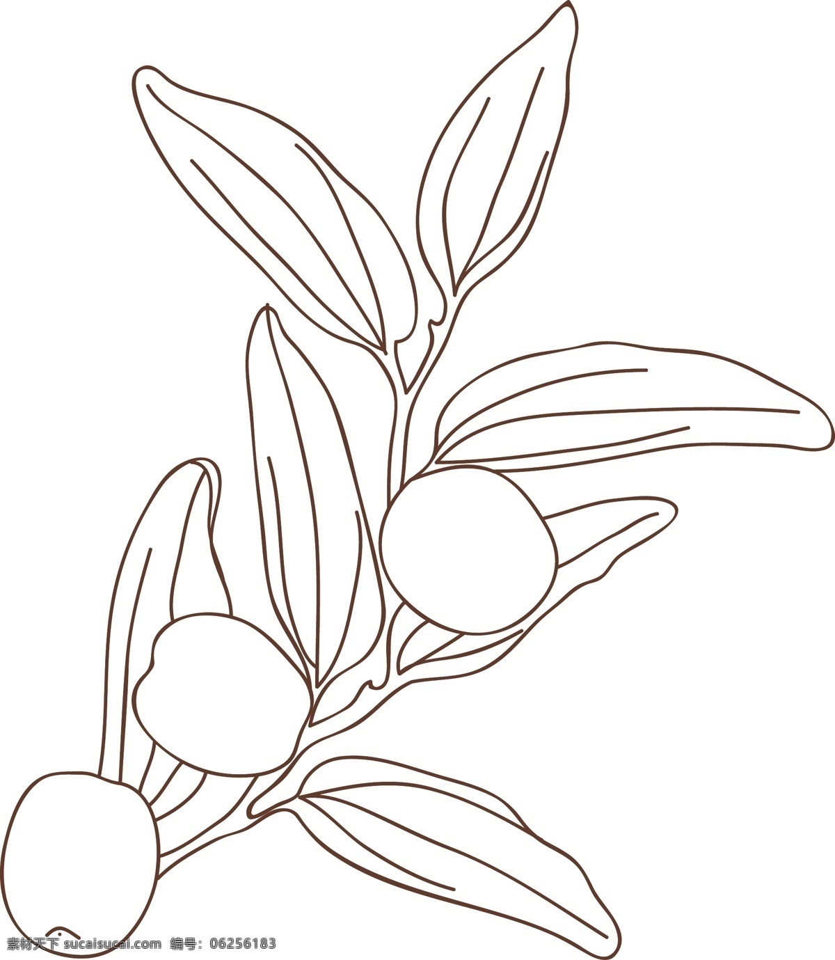 红枣 手绘 线 稿 图 水果 矢量 线稿