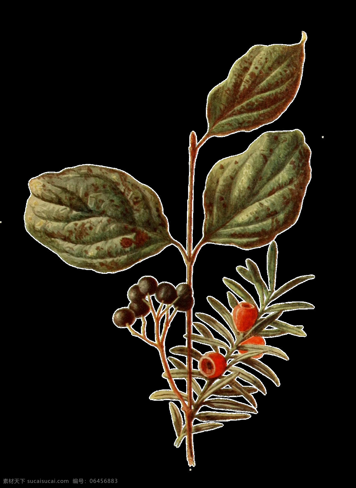 手绘 野果 植物 透明 装饰 果实 红色 免扣素材 树叶 透明素材 针叶 装饰图片