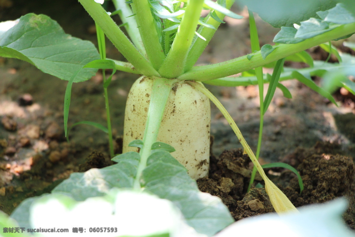 春天 蔬菜 白萝卜 水萝卜 生物世界