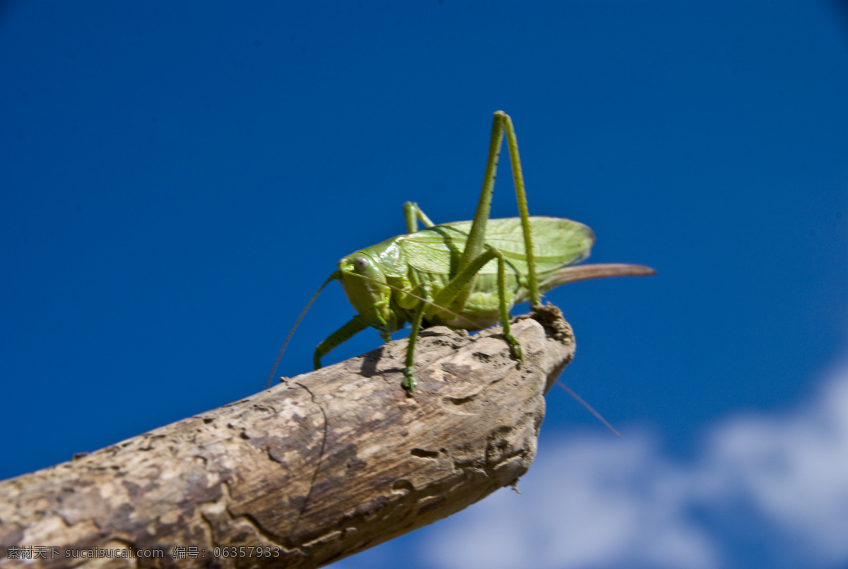 蝈蝈 虫子 昆虫 蚂蚱 生物世界 绿蚂蚱