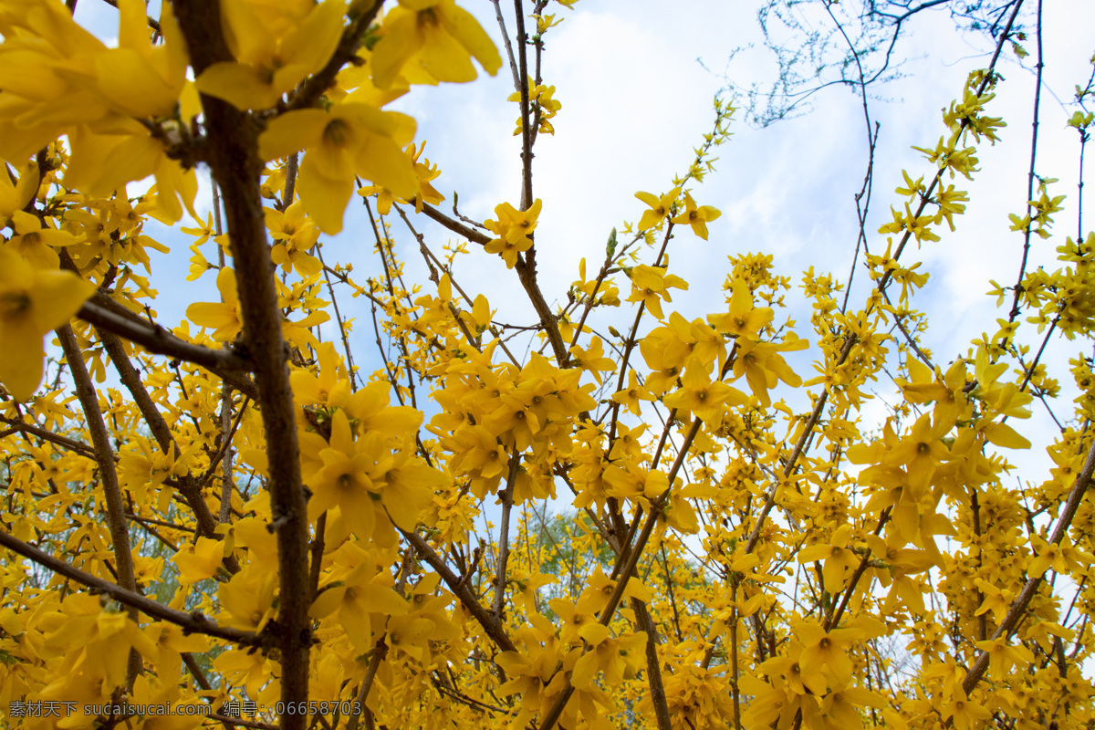 春天 黄色 花朵 植物 高清 花 风景 树木