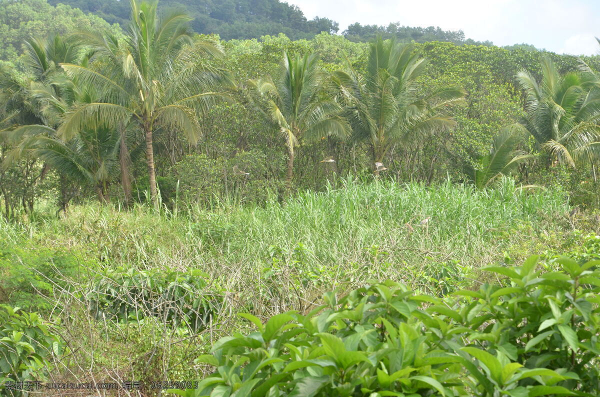 椰子树 椰子林 树木 海南风光 森林 草丛 水草 树叶 绿叶 自然景观 自然风景 绿色