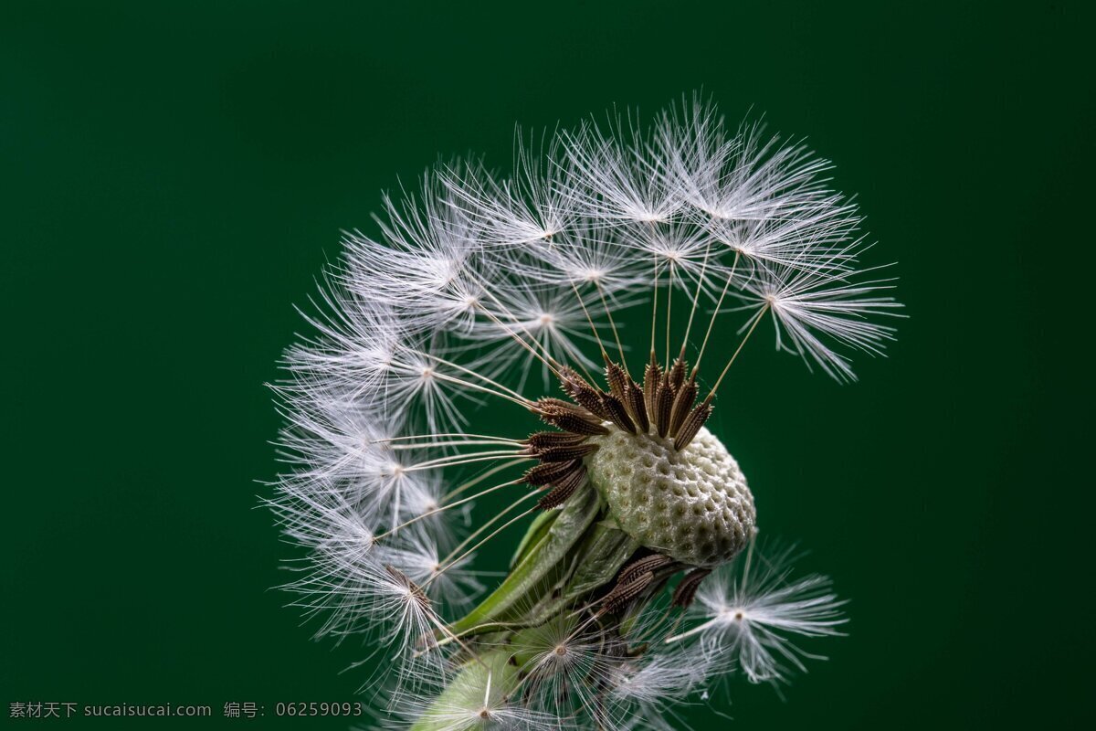唯美 蒲公英 花卉 花草 花 白色