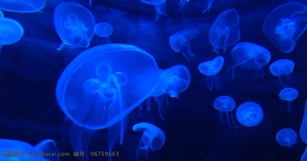 水母 实拍 视频 水母实拍 视频素材 海洋动物 海底世界 动物世界 透明动物 多媒体 实拍视频 动物植物 mp4