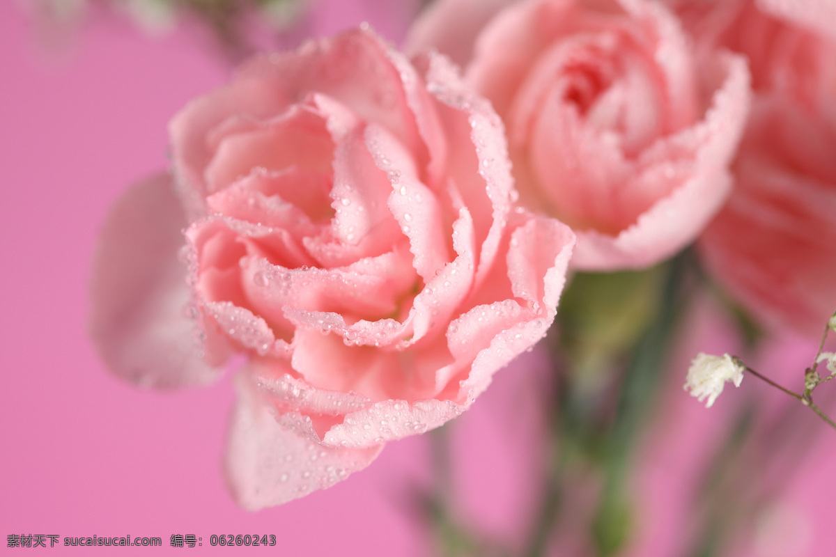 绽放的玫瑰花 玫瑰花 水珠 露珠 花瓣 植物花朵 美丽鲜花 漂亮花朵 花卉 鲜花摄影 花草树木 生物世界 粉色