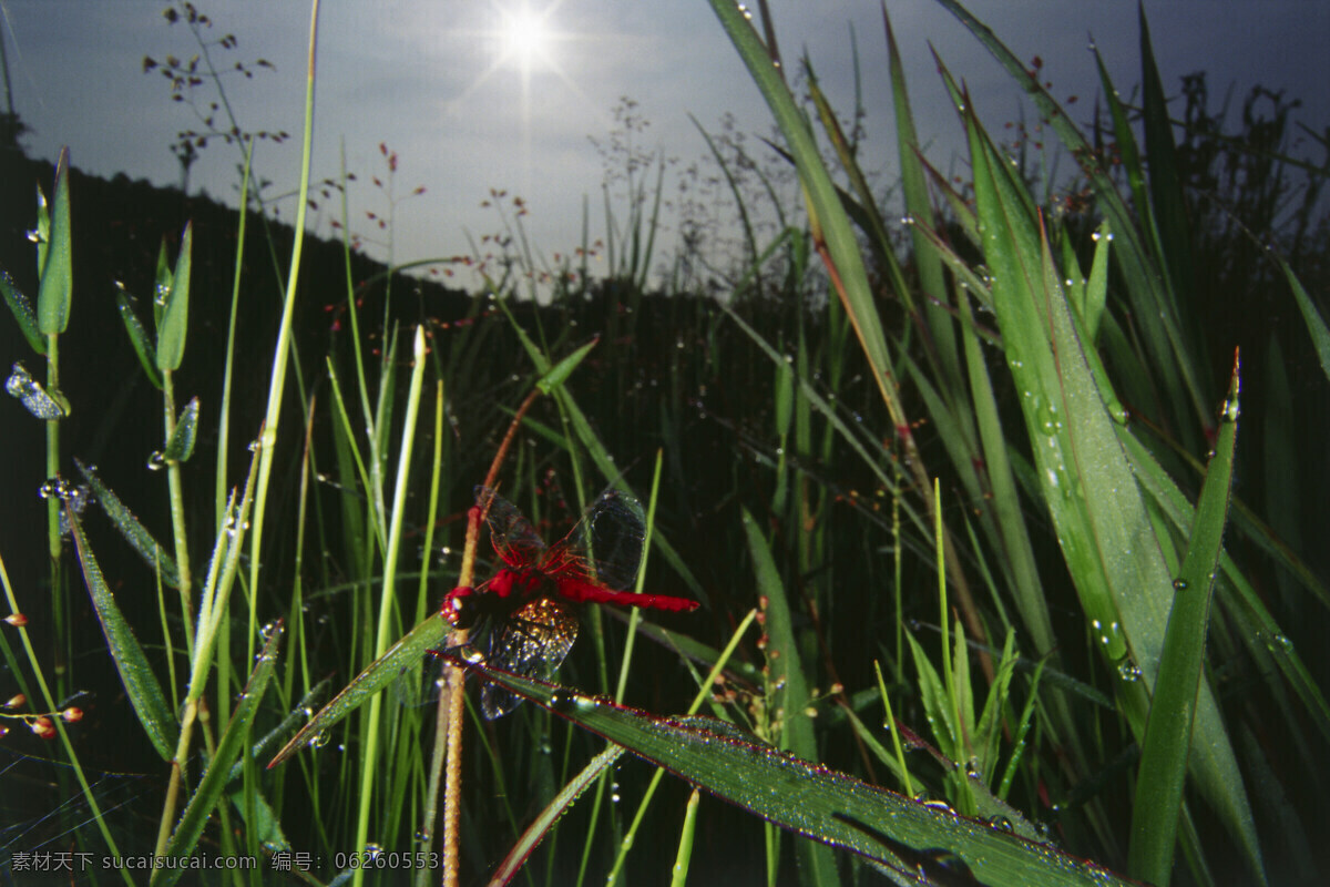 草上的昆虫 昆虫 昆虫摄影 自然风光 大自然 风景 风光 田野 野外 草 摄影图片 草地 自然风景 自然景观 黑色