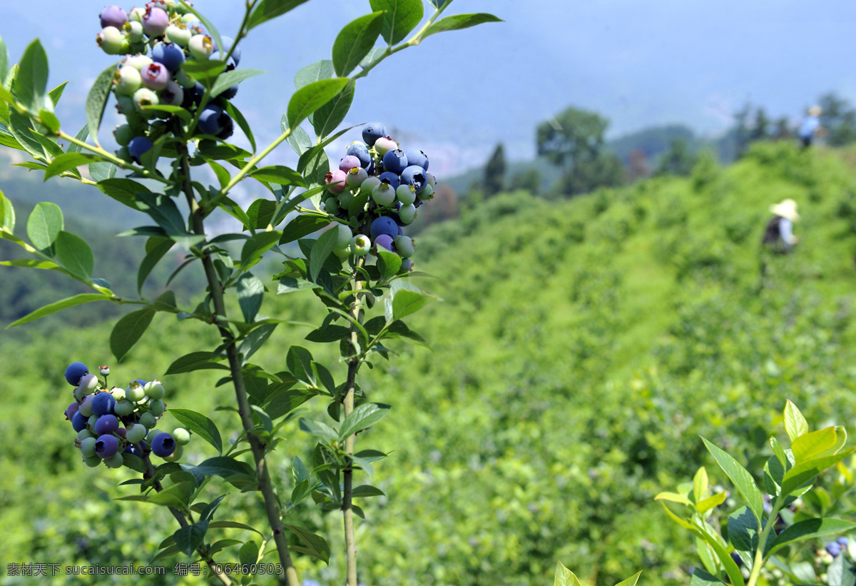 蓝莓果 蓝莓 蓝莓树 蓝莓苗 蓝莓果实 蓝莓园 生物世界 花草