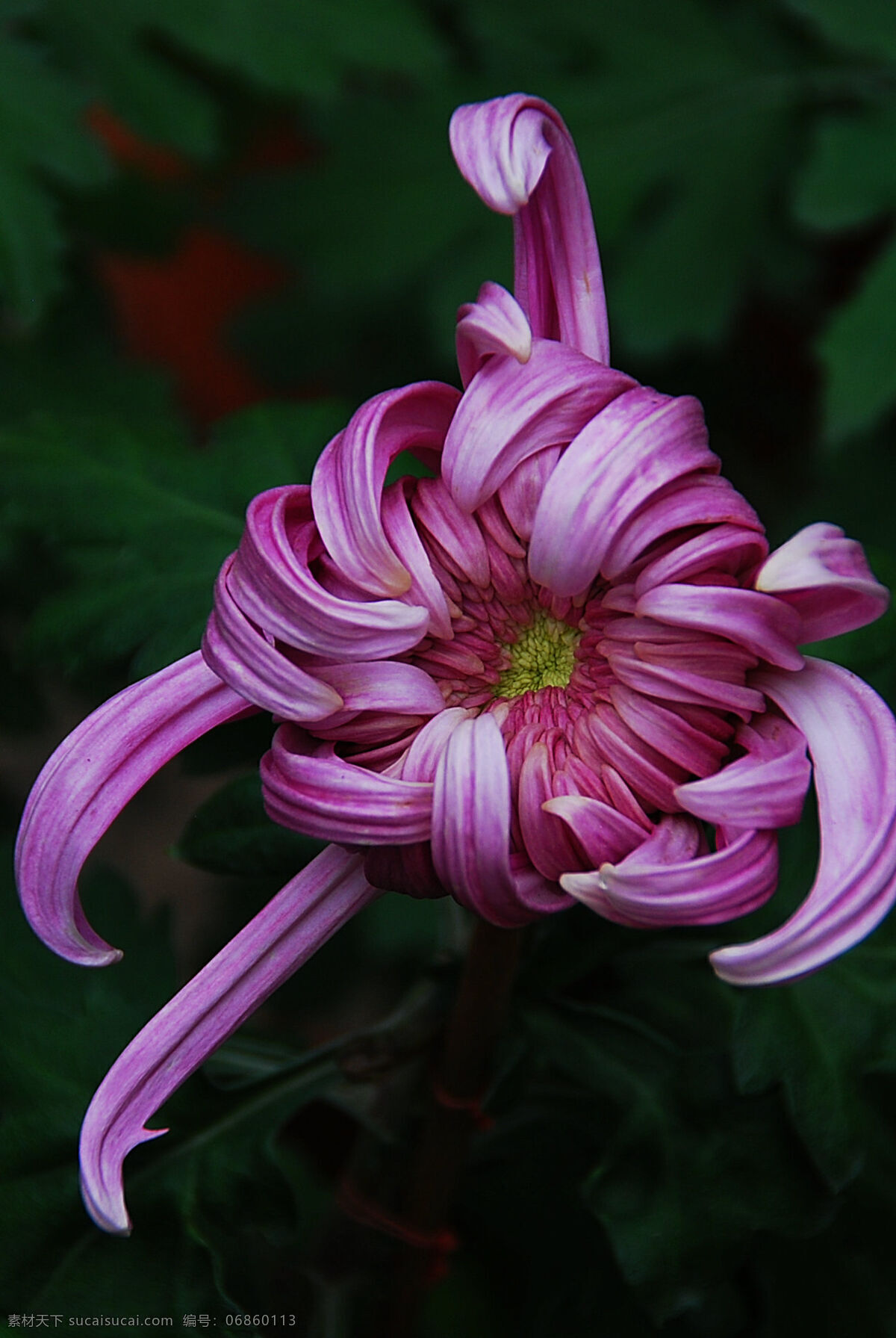 菊花 花卉 鲜花 鲜艳 美丽 草本植物 木本植物 桔梗目 被子植物门 多头菊 独本菊 大立菊 悬崖菊 艺菊 案头菊 花卉系列之五 花草 生物世界