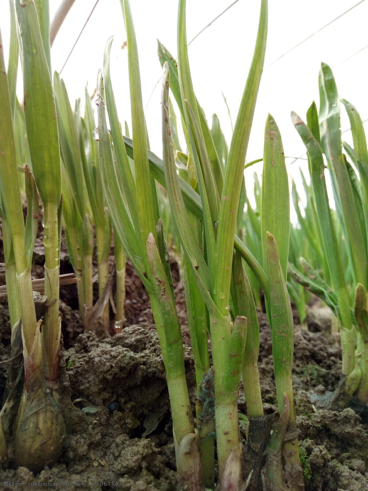 茁壮成长 蒜苗 大蒜 大棚中的植物 绿叶 微距摄影 手机摄影 生物世界 蔬菜