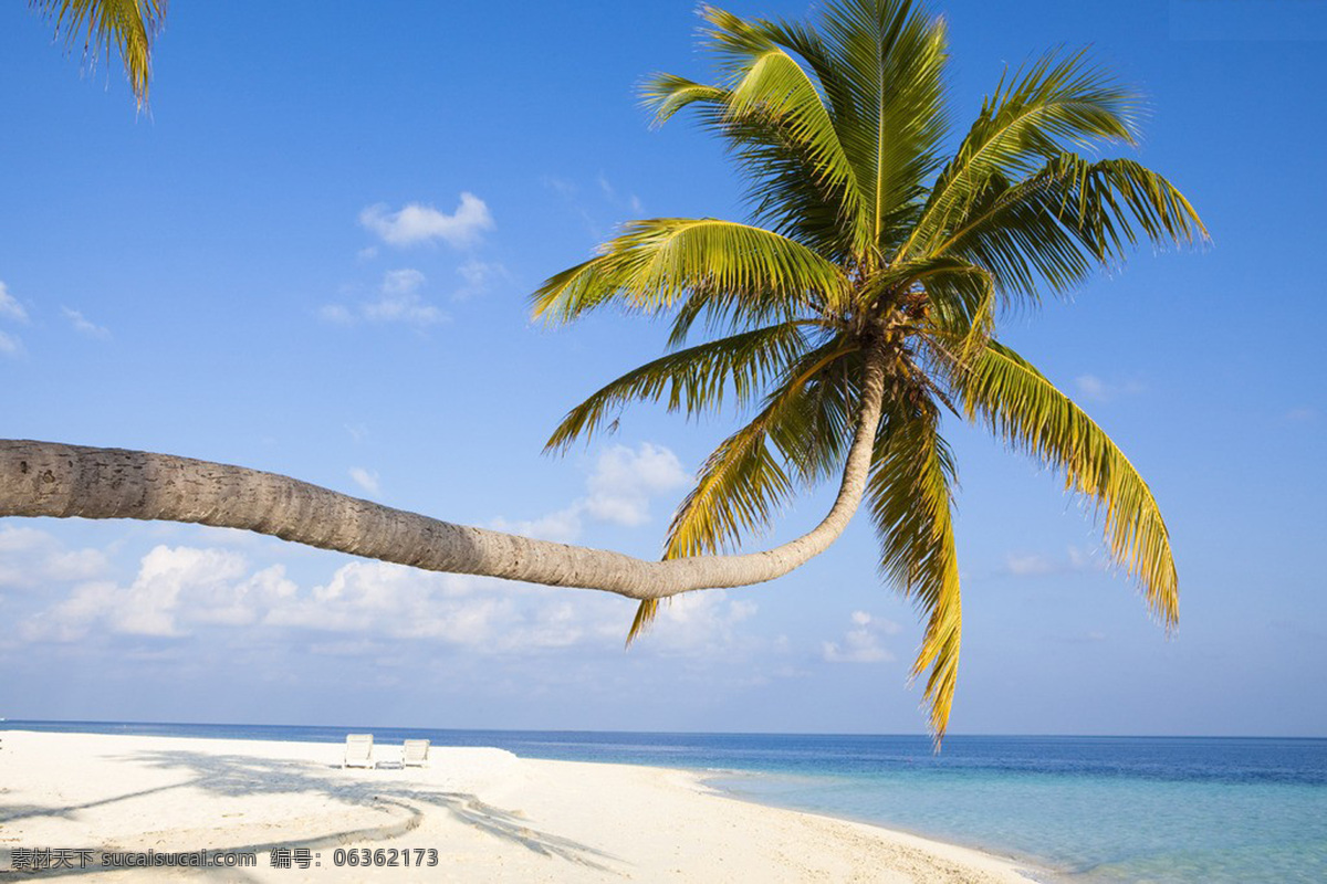 海边 椰树 沙滩 水 风景 生活 旅游餐饮
