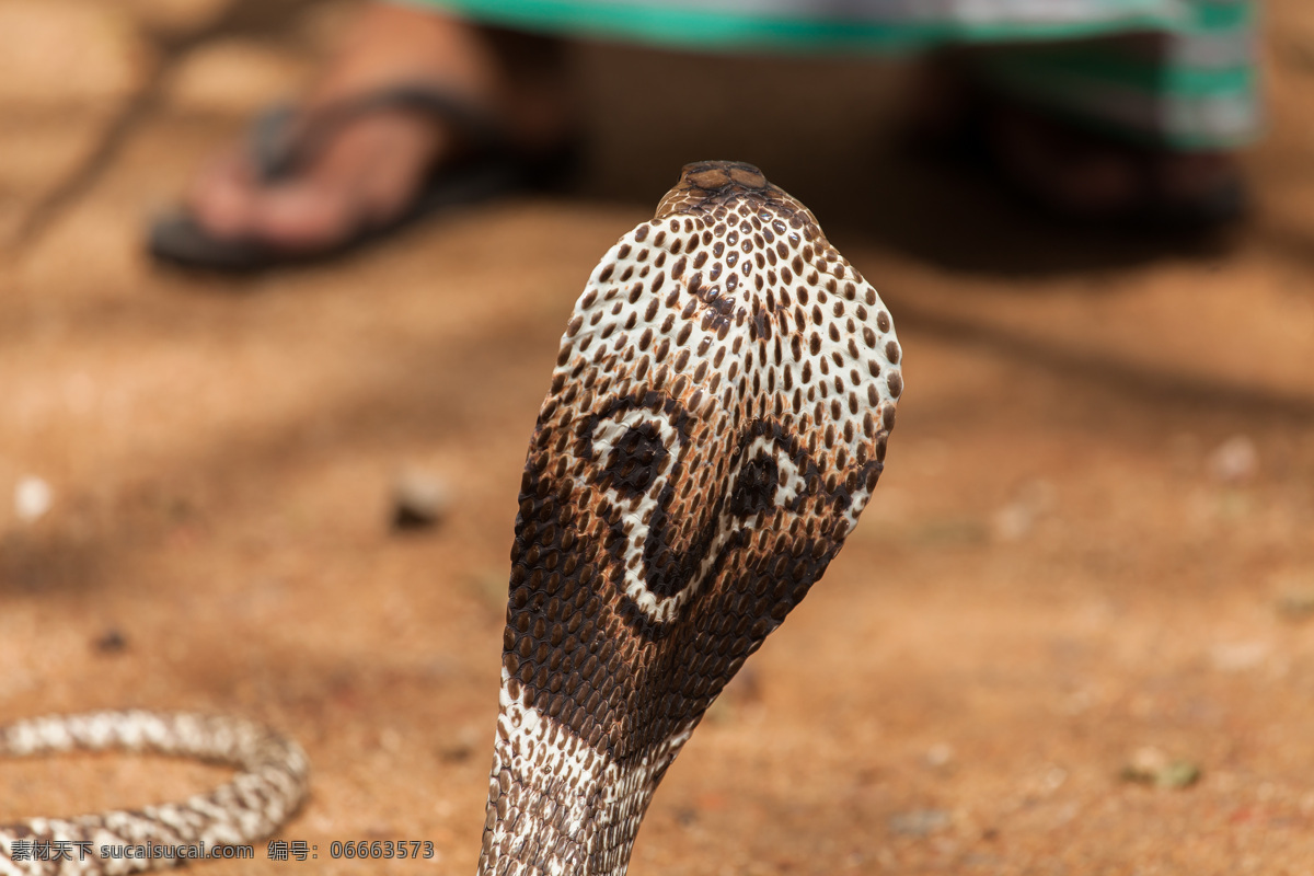 眼镜蛇 头部 特写 蛇头 毒蛇 动物世界 动物摄影 陆地动物 生物世界 黑色
