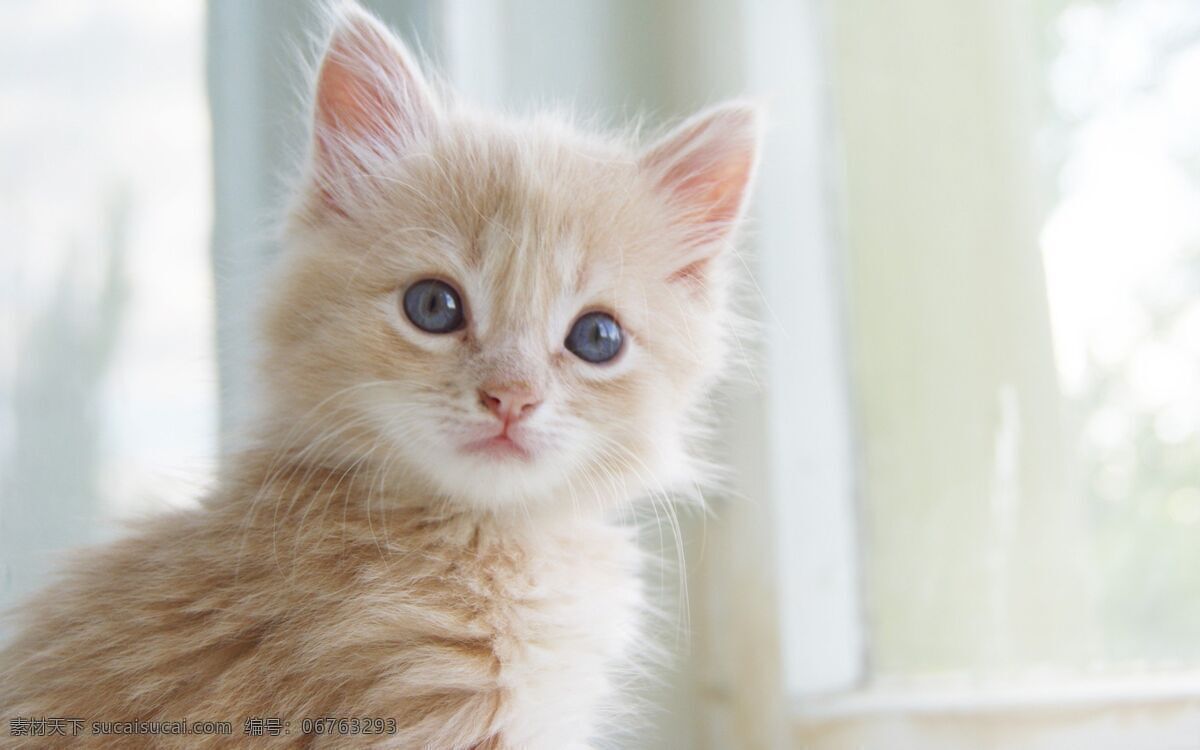 宠物图片 动物 宠物 狗 猫 萌宠 金毛 拉布拉多 田园犬 泰迪 秋田犬 大黄狗 萨摩耶 宠物壁纸 萌宠壁纸 可爱壁纸 生物世界 动物世界 野生动物 宠物猫 小猫 猫咪 宠物广告 宠物市场 老虎 豹子 仓鼠 猴子 鸟 兔子 大自然 鸭子 蜥蜴 马 老鹰 熊 狐狸 狮子 猩猩 北极熊 狼