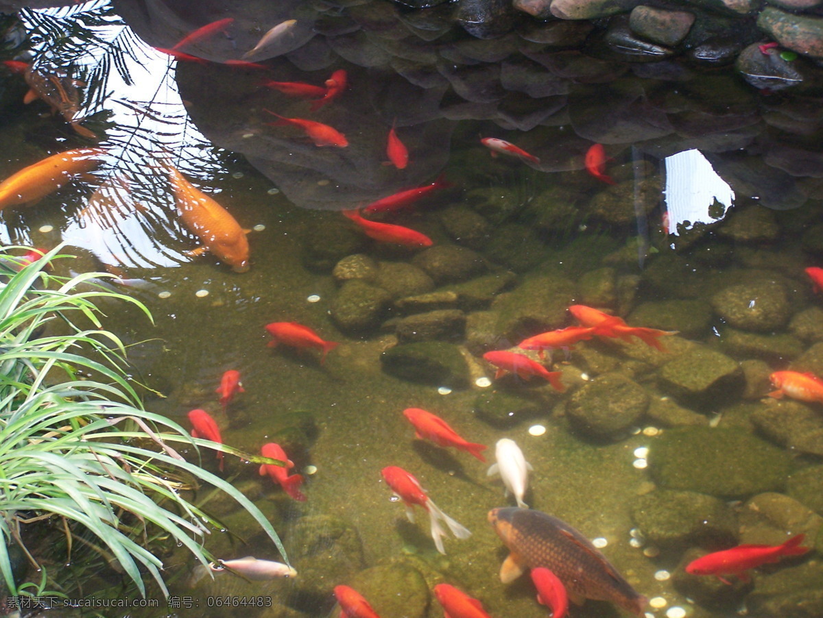 金鱼 荷叶 湖水 鲤鱼 涟漪 绿水 生物世界 红鲤 群鱼 游动 鱼类