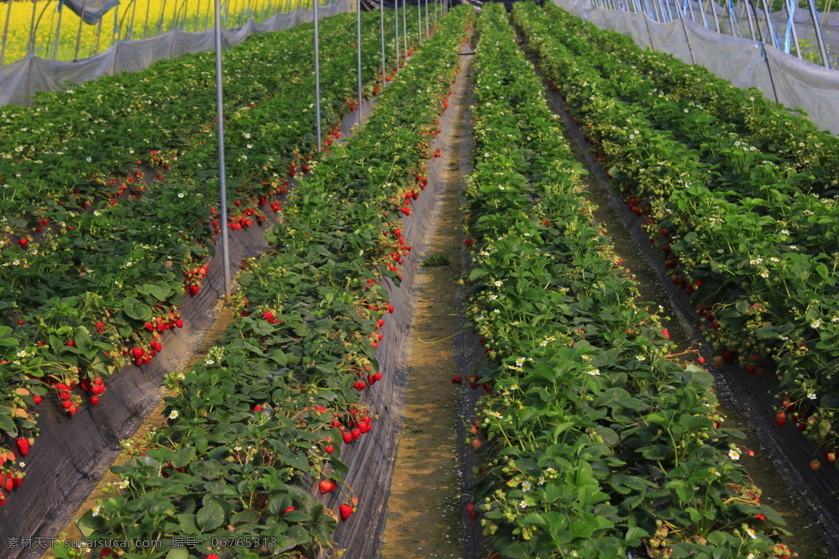 草莓园图片 红色 诱人 美食 水果 草莓园 生物世界