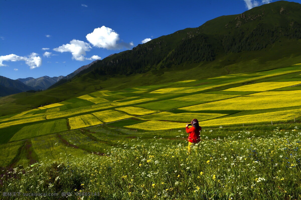 青海 祁连县 油菜花 风景