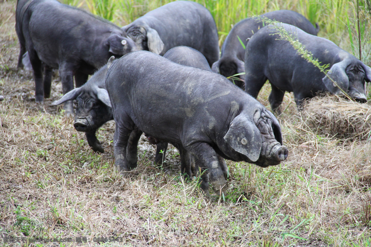 黑毛猪 黑猪 一群猪 猪草地 猪 猪在草地 家畜 生物世界 家禽家畜