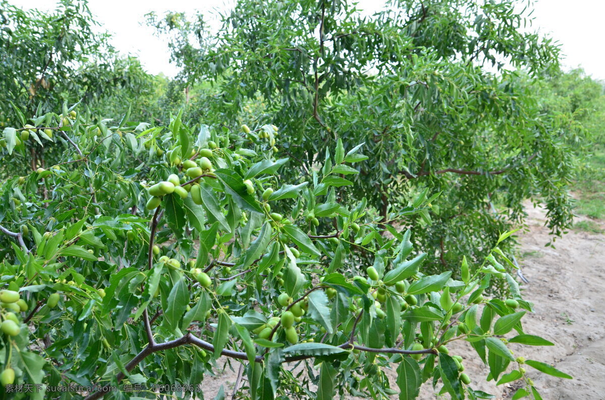 新疆 红枣 骏枣 枣 枣树 生物世界 树木树叶