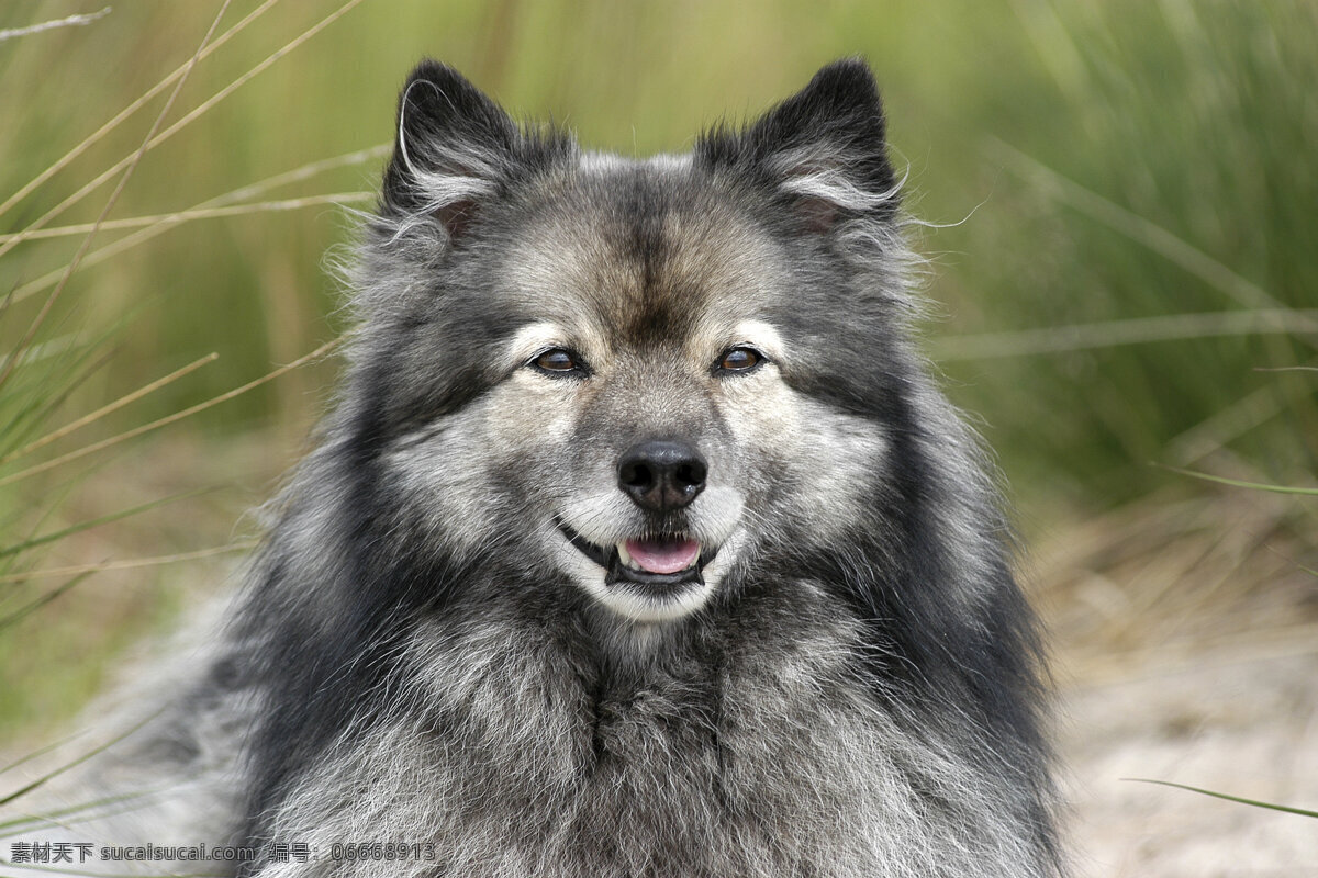 长毛狗狗 宠物 可爱小狗 名贵 犬种 动物世界 宠物摄影 陆地动物 生物世界 狗 灰色