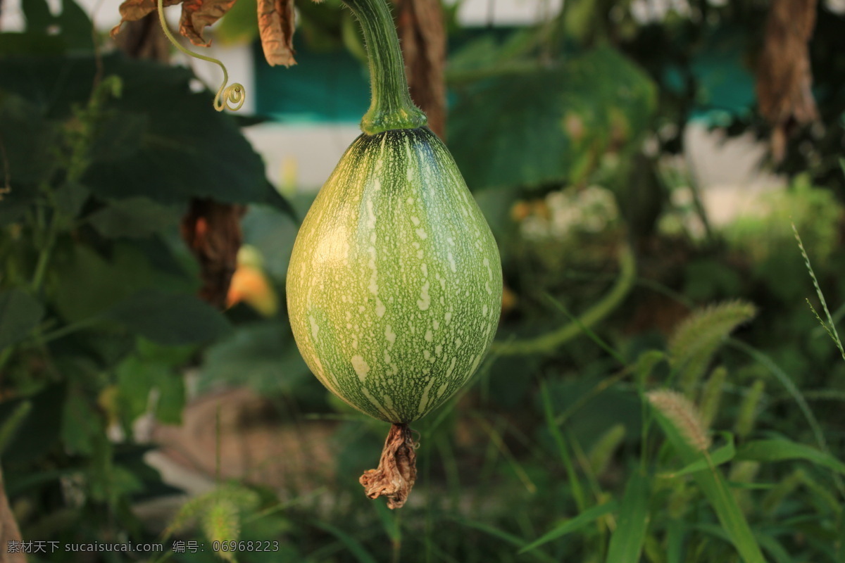 秋天 果实 绿色 绿叶 南瓜 青色 生物世界 秋天的果实 蔬菜 风景 生活 旅游餐饮