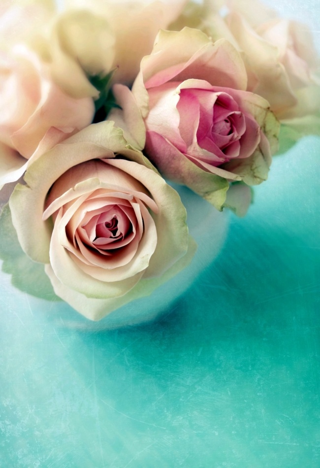 粉白 玫瑰 装饰画 美丽 绽放 鲜花 盛开 花瓣 植物 浪漫 唯美