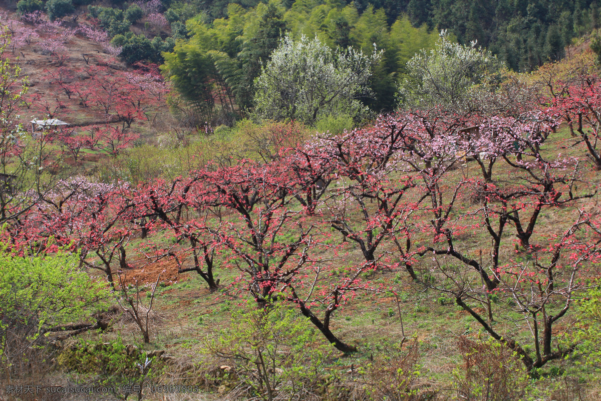 水蜜桃林 水蜜桃树 广东 连平 风景 花草 生物世界