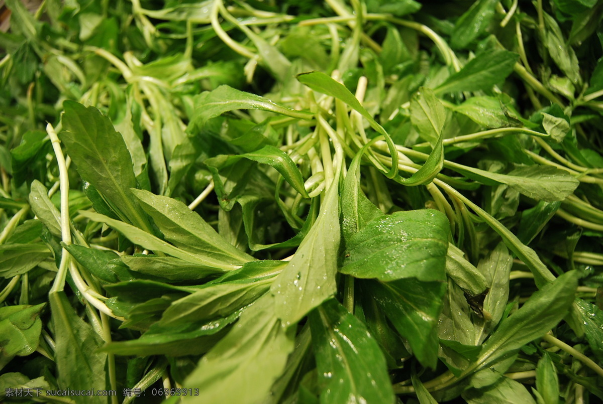 马兰头 马兰 马郎头 鸡儿菜 鸡儿肠 蔬菜 寒荞 勾节儿 紫菊 生物世界