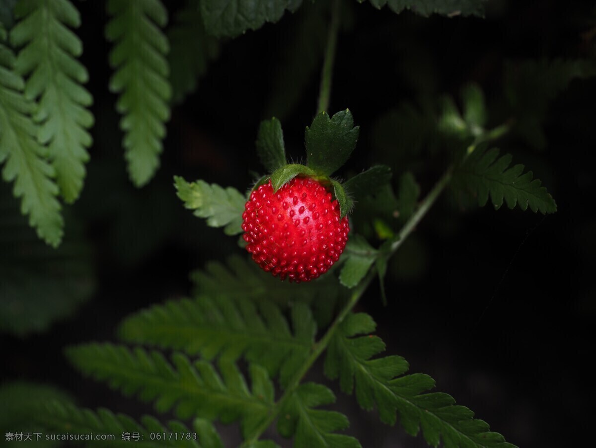 红色 蛇莓 小 浆果 红色的蛇莓 小浆果 小野果 野果 有毒野果 毒果 生物世界 其他生物
