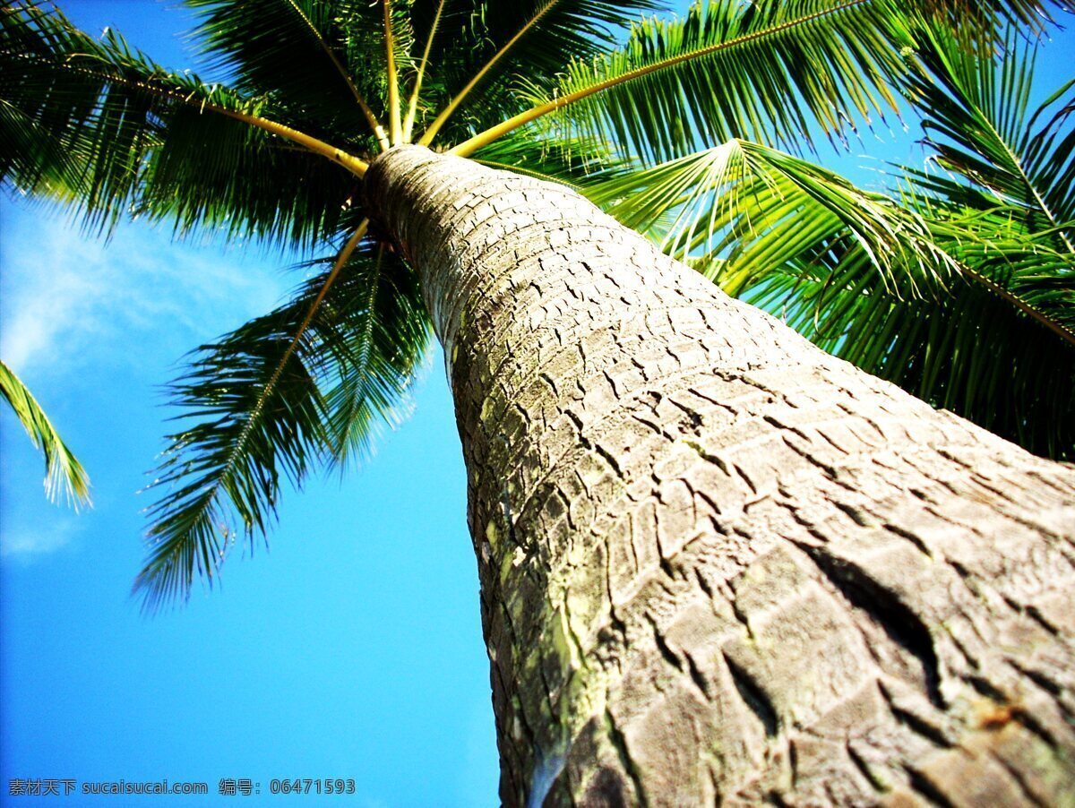 旅游摄影 清爽一夏 夏日风情 夏天 自然风景 棕榈树 夏威夷 海滩 度假旅游 蔚蓝天空 psd源文件