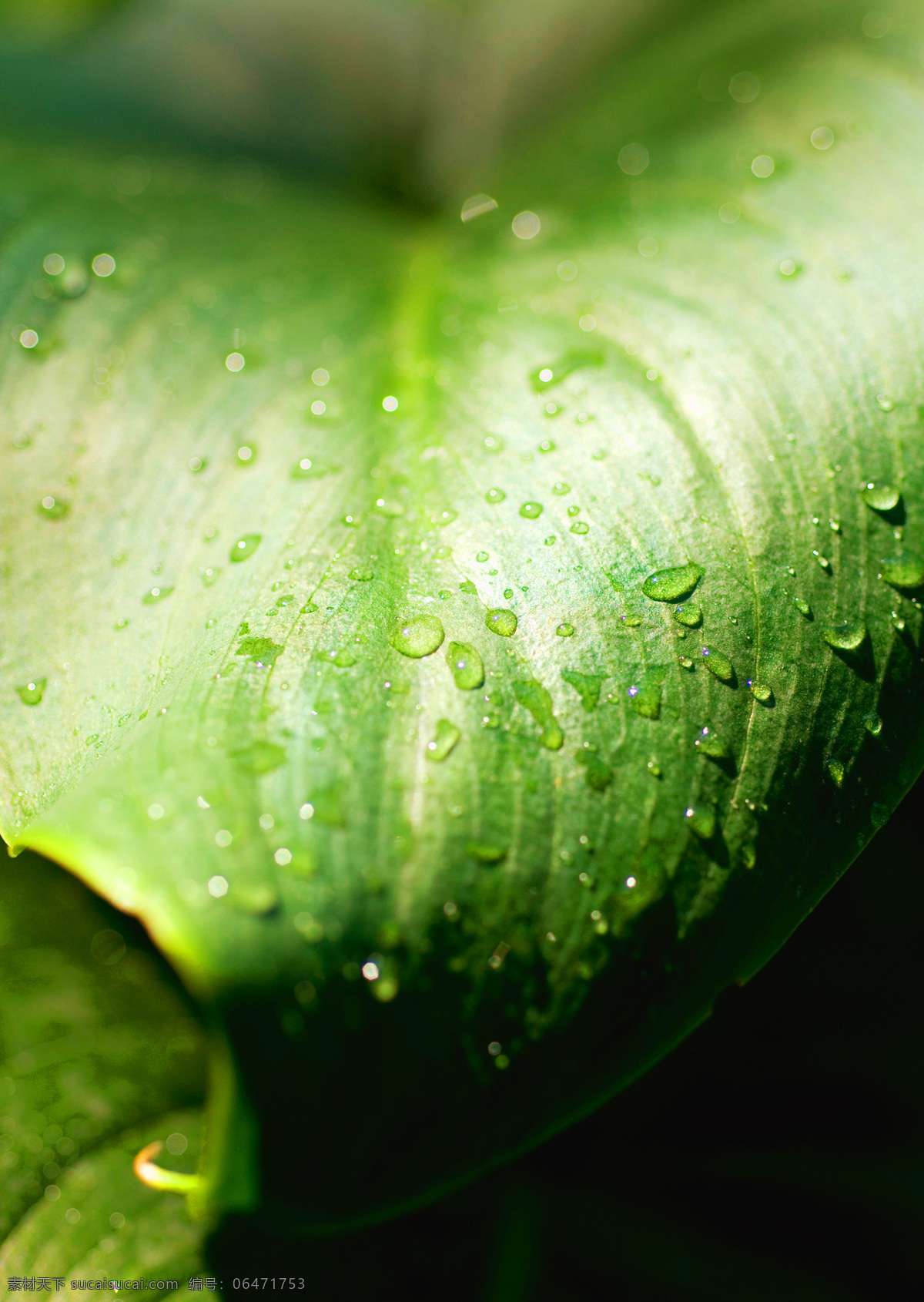 高清图片 绿叶 生物世界 树木树叶 树叶 水滴 水珠 特写 绿叶特写图片 植物 微距摄影