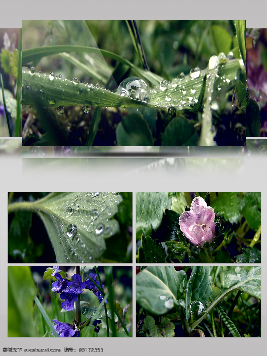 雨季 雨 后 花朵 嫩芽 水滴 清新 生机 小清新 绿色 雨后 春雨 春意