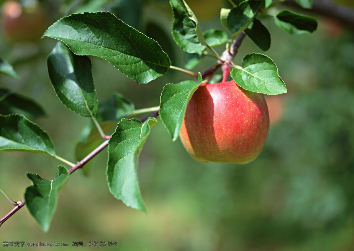 挂 枝头 上 红苹果 特写 苹果 水果 水果图片 风景 生活 旅游餐饮