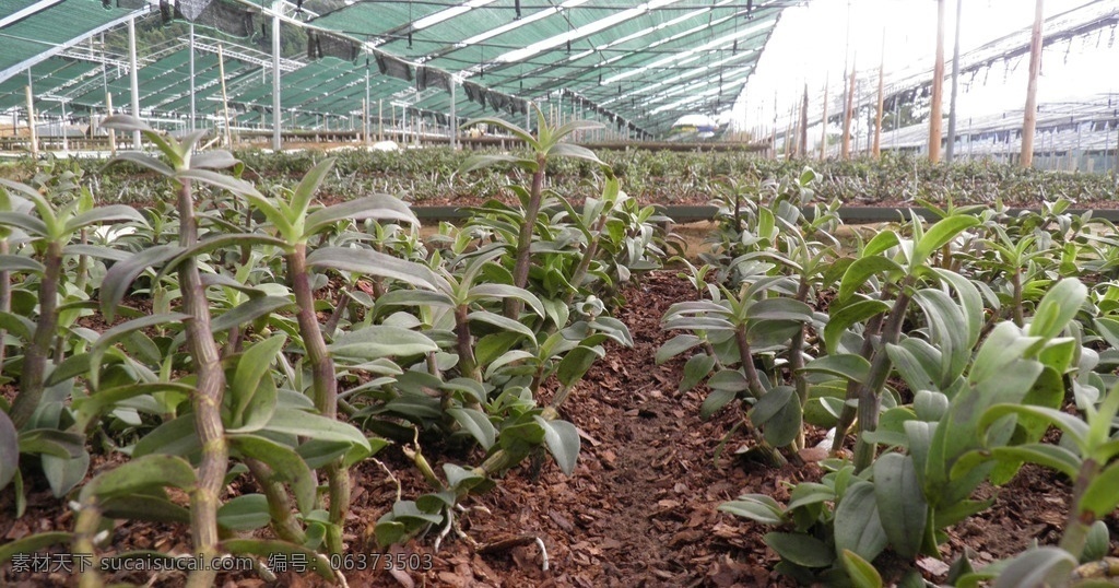 石斛 铁皮石斛 中药材 石斛种植园 食用植物 摄影风景 生物世界 其他生物