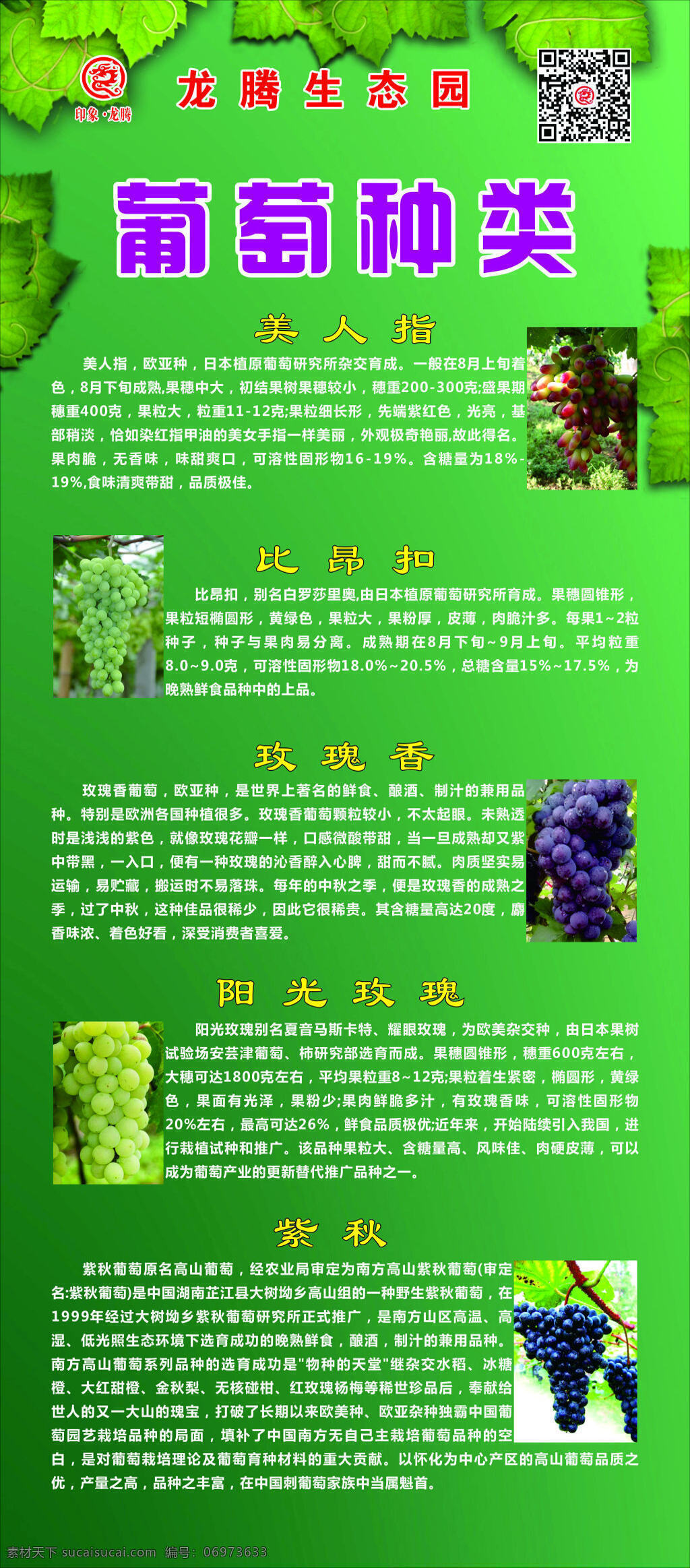 葡萄种类 葡萄 展架 绿色背景