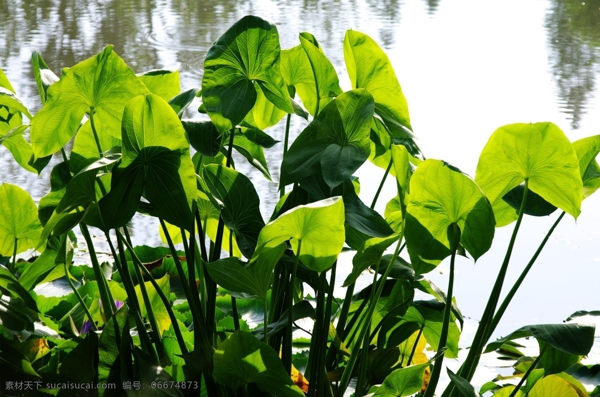 慈姑 植物园 水生 植物 逆光 组合 花草 生物世界