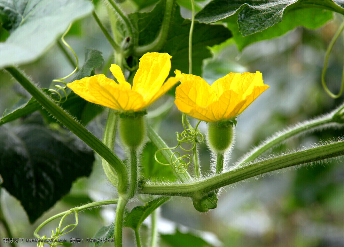 冬瓜花 摄影图库 生物世界 植物 蔬菜 瓜果 蔬菜瓜果