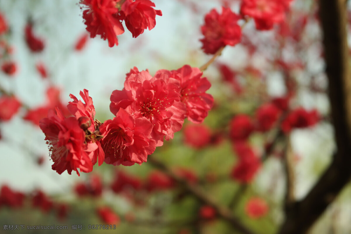 桃花园 桃花林桃花枝 桃花树 花卉 盛开 开放 花草 花园 花粉 花朵 桃花 生物世界