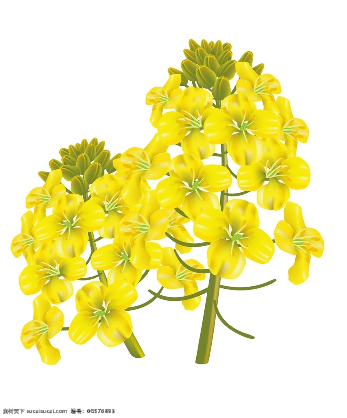 手绘 卡通 油菜花 免 抠 元素 油菜花瓣 黄色小花 植物