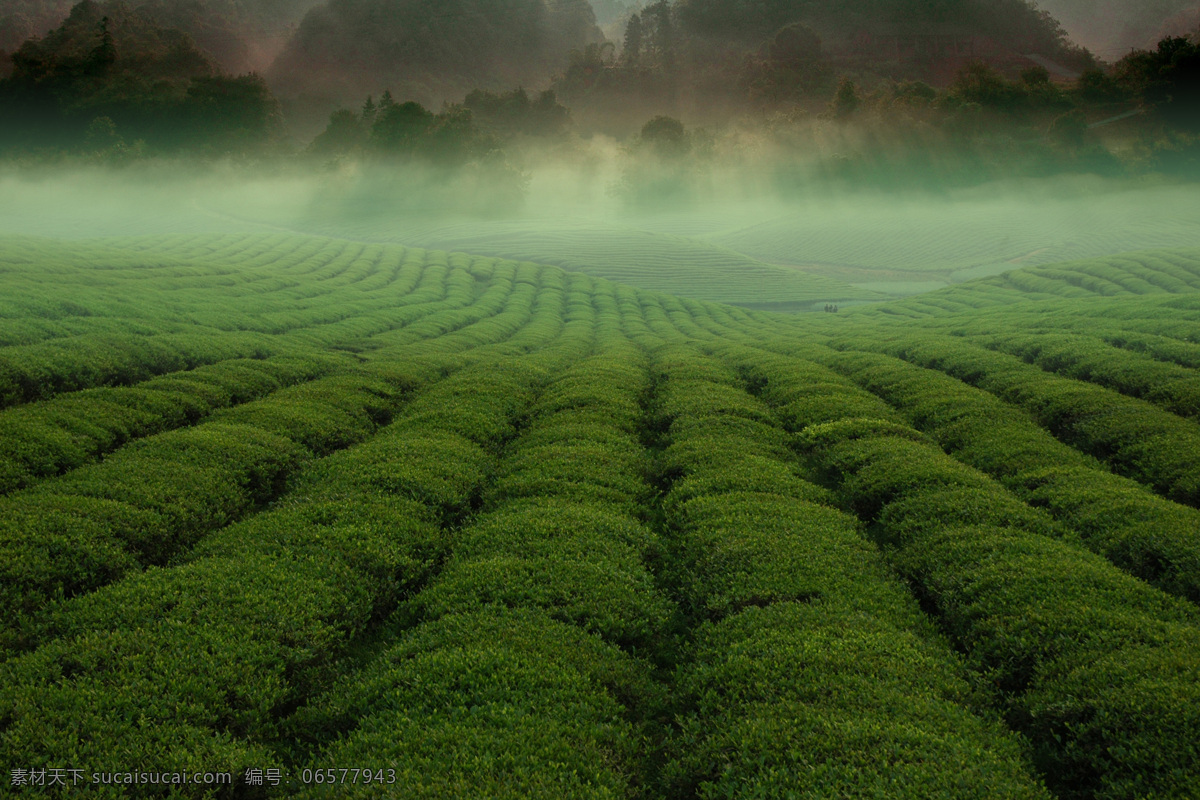 高清 绿色 茶园 风景 茶海 茶 茶叶