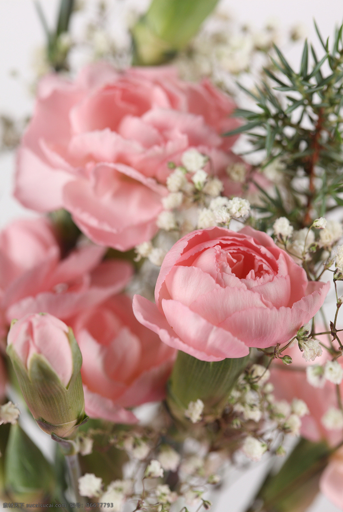 粉色 玫瑰 满天星 玫瑰花 植物花朵 美丽鲜花 漂亮花朵 花卉 鲜花摄影 花草树木 生物世界 白色